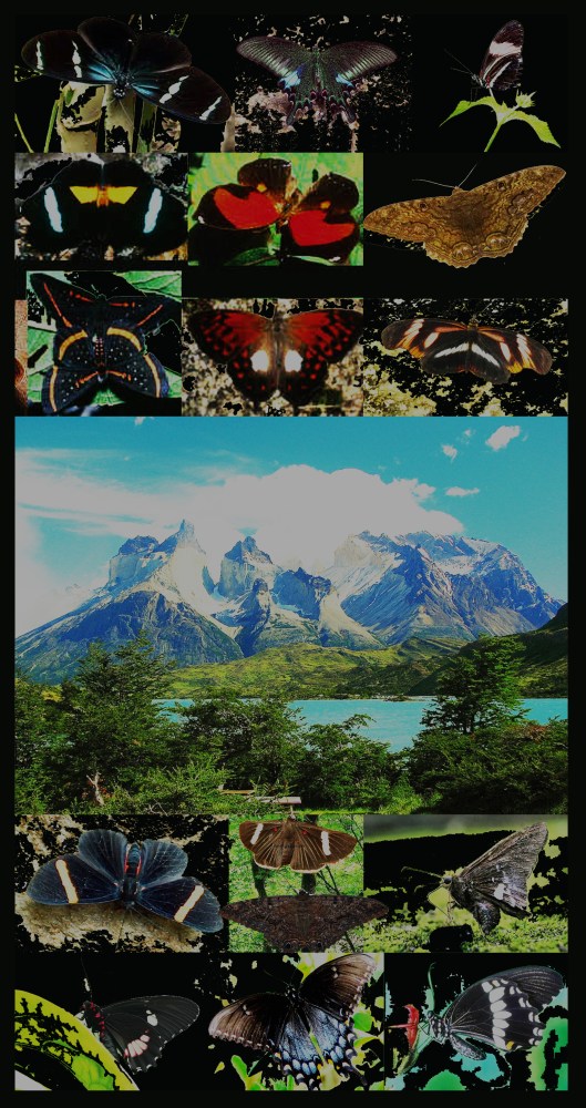 mariposas negras dos andes 2